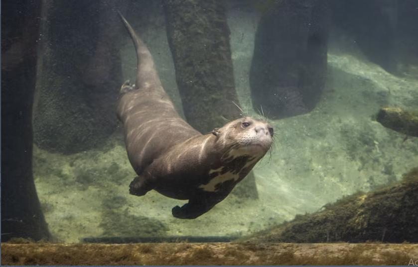 Admission to Brevard Zoo in Melbourne